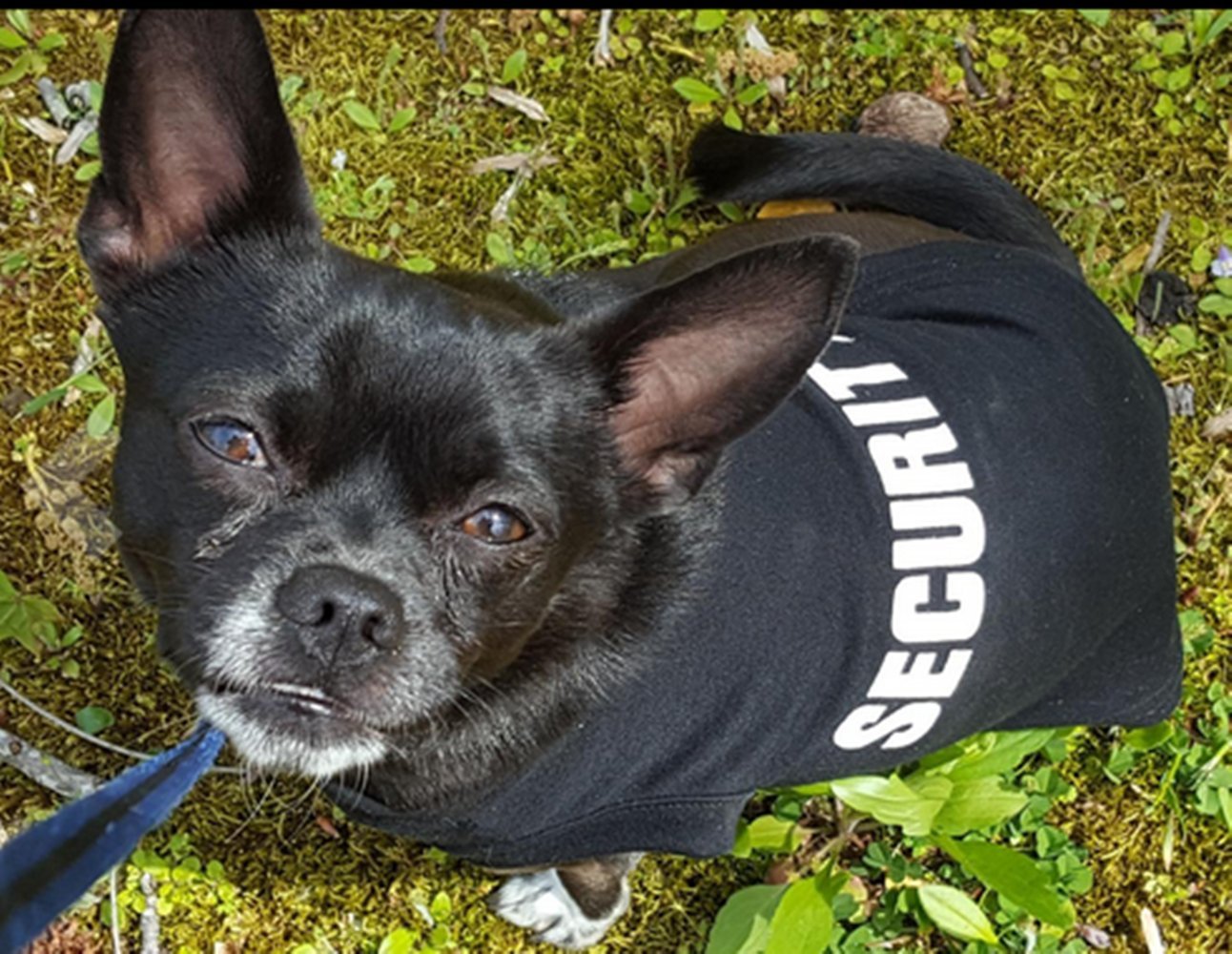 security dog shirt