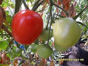 Ungarische Mini-Ochsenherz Tomate, von unserer ungarischen Farm samenfest, nur organische Dünger, KEINE Pesztizide