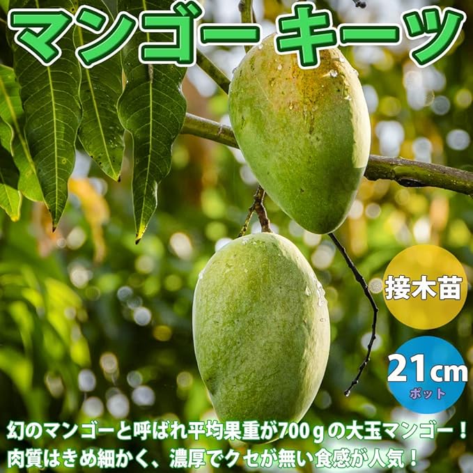 Amazon マンゴー キーツの苗木 果樹苗 1年生 接木苗 1個 ポット苗なので年中植付け可能 キーツは生産量が少なく市場にはほとんど出ませんので 幻のマンゴー とも呼ばれたりします アーウィンよりも約1ヶ月程収穫時期が遅いですが 果実が大きく 平均700g程