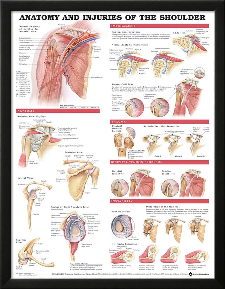 Anatomy And Injuries Of The Shoulder Anatomical Chart
