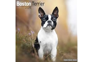 Boston Terrier Calendar 2025 | Square Dog Breed Wall Calendar - 16 Month