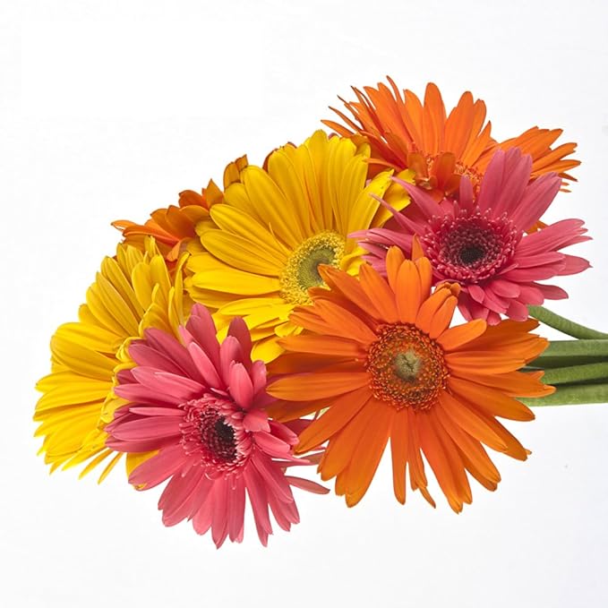 Vistaflor Wholesale Gerberas (70 Assorted) Fresh Cut
