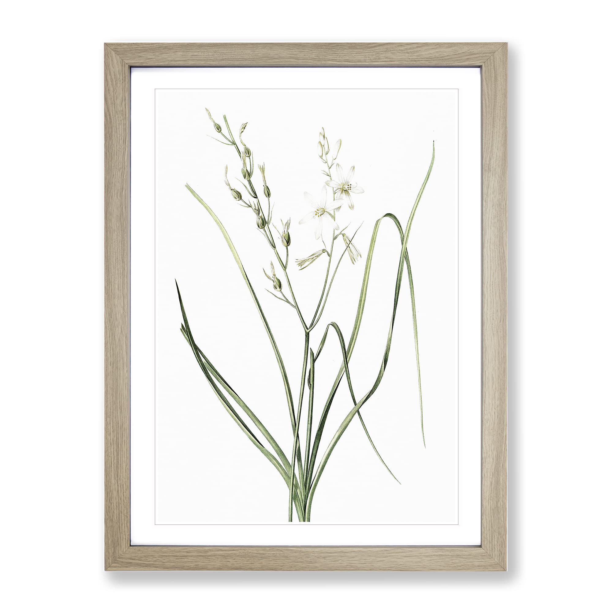 St Bernard'S Lily By Pierre Joseph Redoute Vintage Framed Wall Art Print, Ready to Hang Picture for Living Room Bedroom Home Office Décor, Oak A4 (34 x 25 cm)