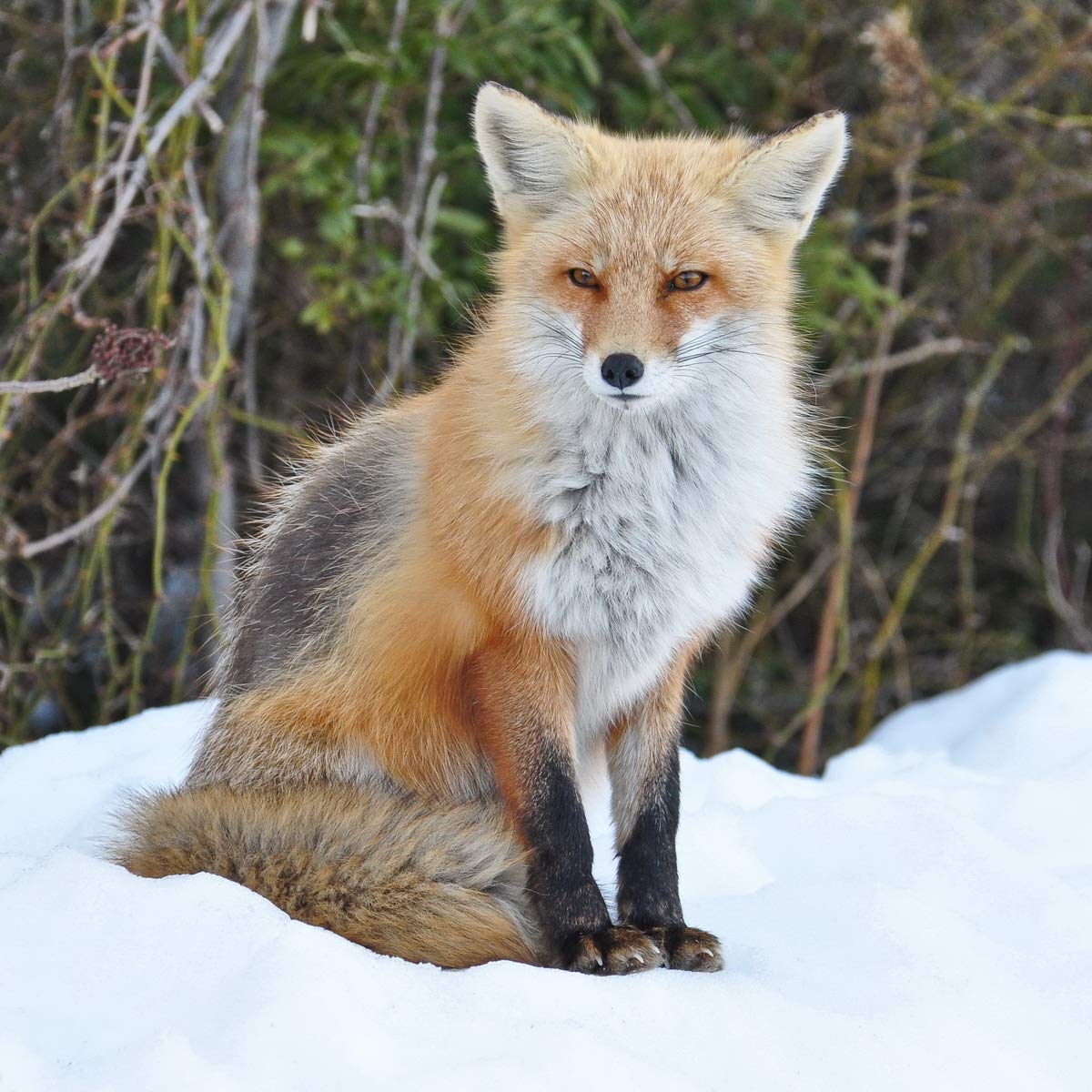 Amazon Com Photograph Of A Red Fox Sitting In The Snow Sitting Fox Wall Art In Orange Black And White Handmade