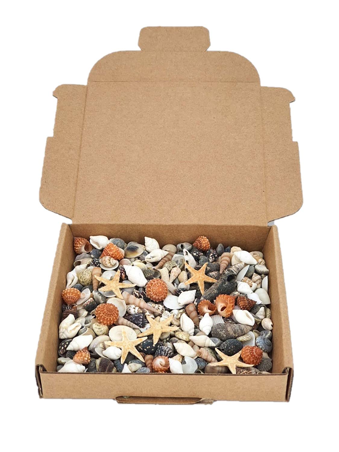 Avalon Mixed SEA Shells Collectable Small Seashell Mixes, Decorative Craft Shells, White Shells, Starfish, Weddings/Home Decor, Beach & Costal Themed Arts and Crafts Projects & Parties (Mix #MR)