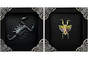 VINADECOR 2 Real Scorpion Flower Mantis Shadow Box Gothic Décor Oddities and Curiosities Spooky Gifts Witchy Dried Entomology Insect Lover Taxidermy Specimen Display Artwork Wall Decor K12-51DE62DE