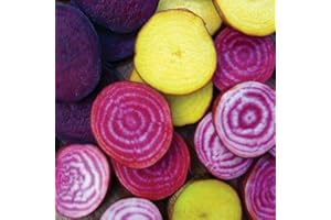 Beet Blend Rainbow Mix Seeds - 300 Seeds - Colorful, Heirloom & Open-Pollinated Varieties - Rich in Nutrients