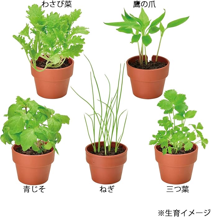 Amazon Co Jp 聖新陶芸 育てるカプセル 薬味栽培セット 24個入 Gd 926 ホーム キッチン