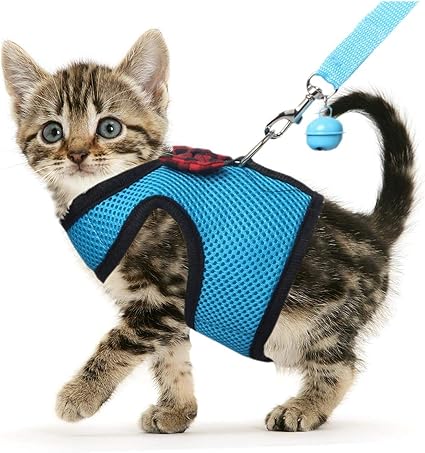 tiny kitten harness