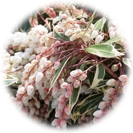 アセビ 苗木 ホワイトリム 斑入葉 15cmプラ鉢 あせび 苗 花 Amazon