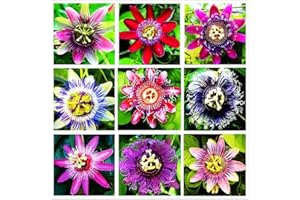 99roadsgarden Passion Flower Seeds Mixed Color 50+ Passion Fruit Seeds - Vine Perennial Flower Seeds