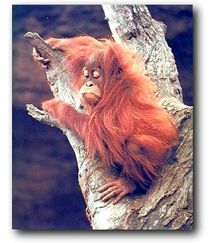 Amazon.com: Impact Posters Gallery Wild Animal Wall Decor