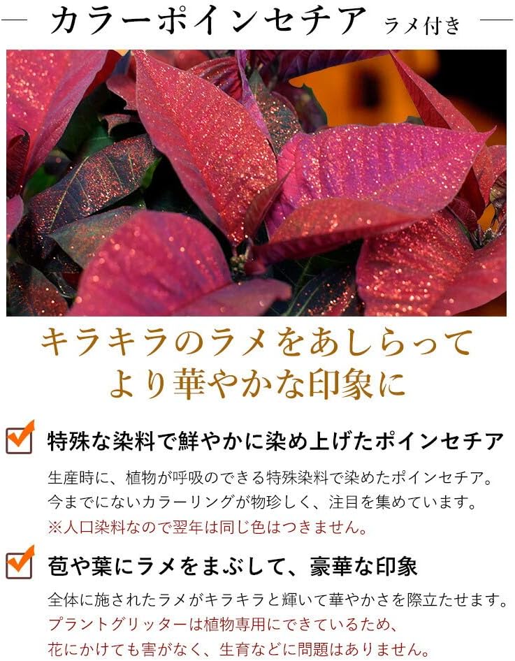 Amazon Co Jp 花由 ラメ付き カラーポインセチア 鉢植え ブルー 12月4日 12月10日お届け ホーム キッチン