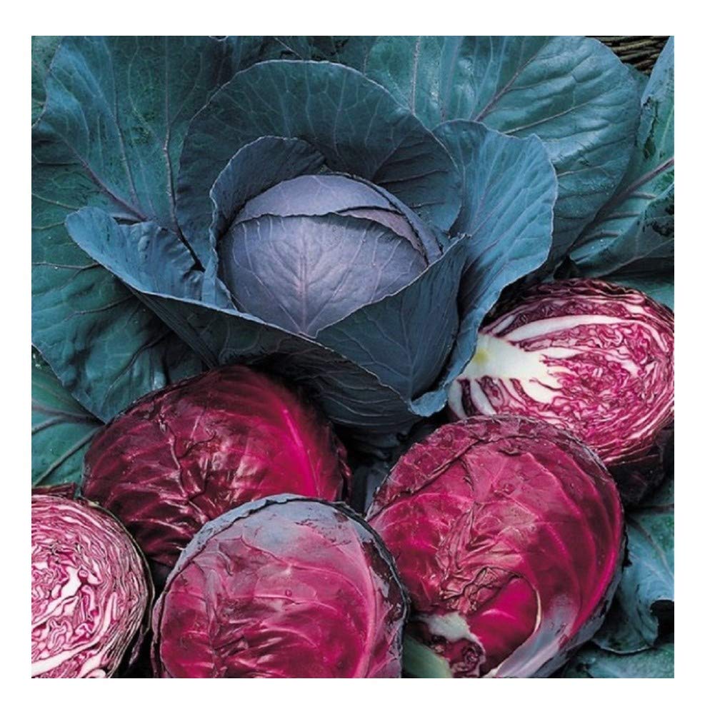 PREMIER SEEDS DIRECT - Cabbage - RED Drumhead - 5 Grams