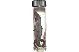 BicBugs Anole Lizard Wet Specimen