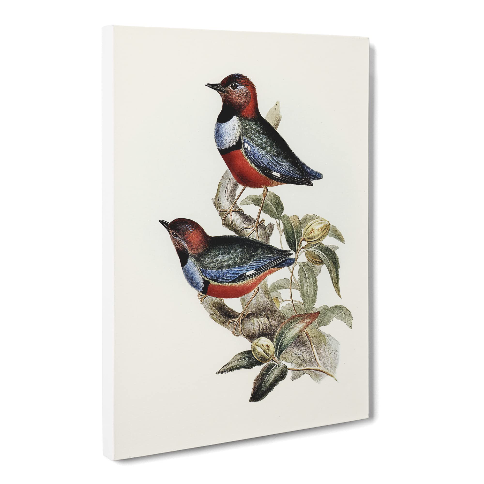 Macklot'S Pitta Birds By Elizabeth Gould Canvas Print | Gallery Wrapped 30mm Frame Wall Art | 20x14 inches | Ready to Hang | Retro Bird Picture | Living Room Bedroom Lounge Office