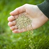 Grow Pure Grass Seed 1kg Fast Growing Shade Tolerant UK Climate view 6