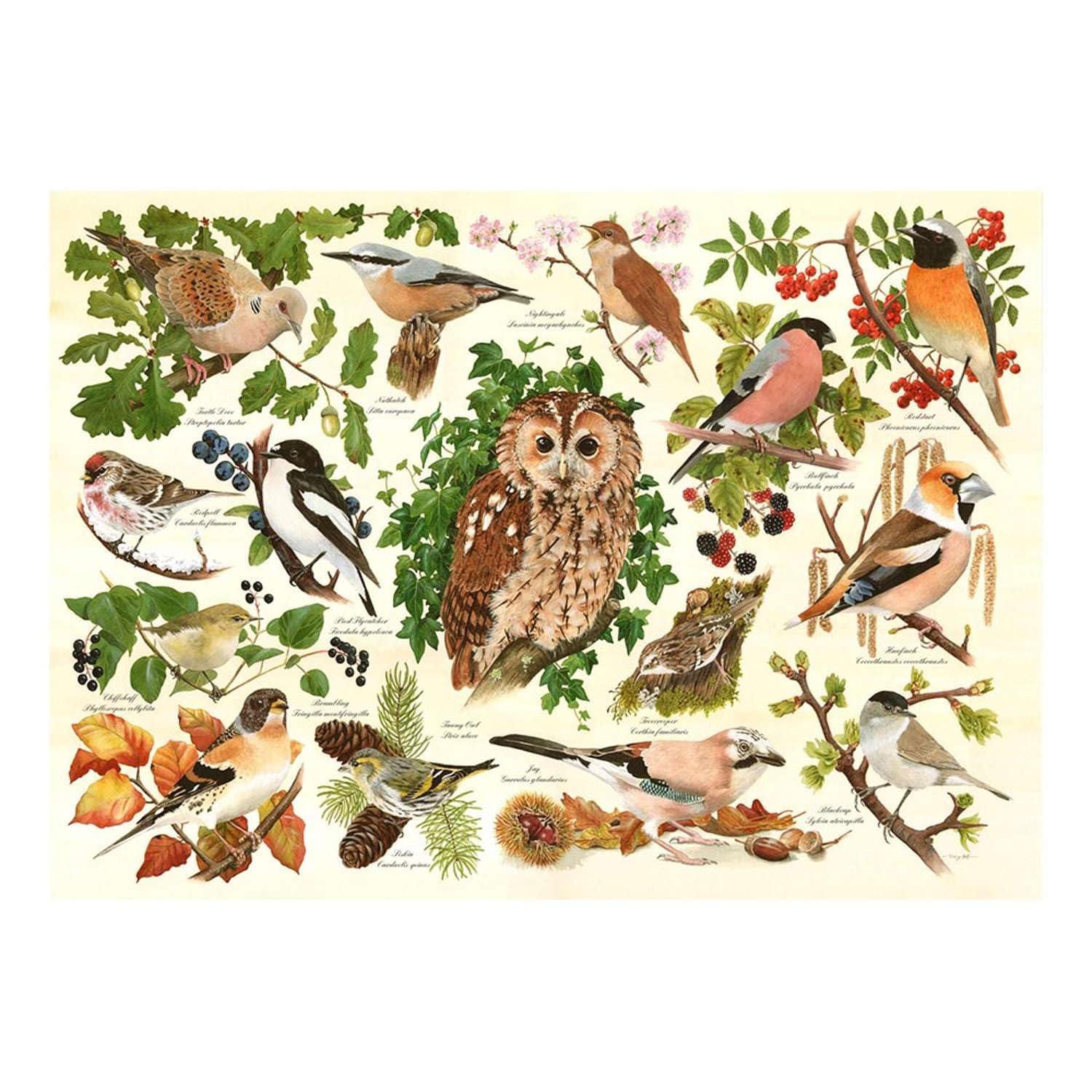 The House of Puzzles - Woodland Birds Jigsaw - Big 500 Piece Jigsaws For Adults, Extra Large Pieces, Artist Illustrated, Scenic Landscape, Deluxe Puzzle Gifts