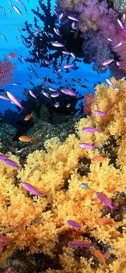 PeelitStickit Underwater, Undersea Wall Murals, ID-062, vinyl, Multi-colour