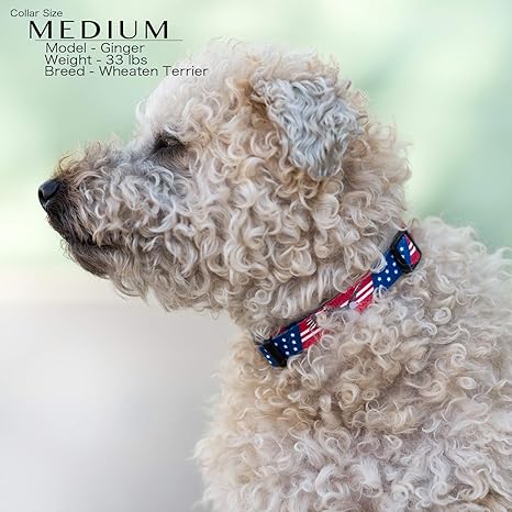 toy poodle collar size