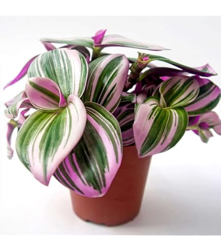 modern indoor plant stands Modern Plant Stand – Robin Hollow Farm main image 0