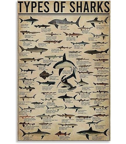 Amazon.com: EuroGraphics Sharks Poster, 38.5 x 26.75 inch