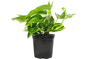 Altman Plants Golden Pothos Plant Live House Plant Live Plants, Trailing Plants Live Houseplants, Golden Pothos Live Plant Houseplant, Live Pothos Devils Ivy Live Plant Vine Money Plant Indoor Plants