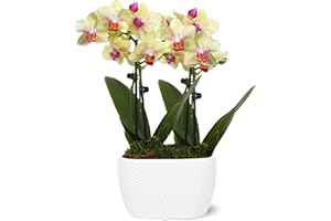PLANTS & BLOOMS SHOP Just Add Ice JA5315 Mini Yellow Orchid Planter in Small Ceramic Pottery, Long-Lasting, Fresh Flower Arrangement, Live Indoor Plant, Easy to Grow, 4" Diamater, 9" Tall