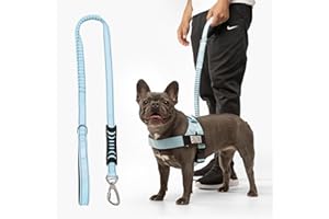 DOG FRIENDLY CO DF Co. Bungee Dog Leash | Strain Free & Shock Resistant for Control | Neoprene Padded Handle, Heavy-Duty Carabiner Clip, and D-Ring | Sky Blue, Size Regular