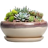 SQOWL Succulent Pots 8 Inch - Ceramic Bonsai Pots for Indoor Plants, Round Shallow Plant Pot with Drainage Hole and Saucer, Bowl Planter Outdoor, Patio Decor, Plant Lover Gifts, Beige