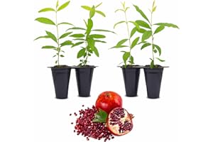 FAM PLANTS Pomegranate Wonderful Live for Sale (4 Pack) | Easy to Grow Plants | Edible Fruit Plant for Sustainable Living | Grow Your own Food on Your Edible Organic Garden| Live for Planting| 2 inch Pot