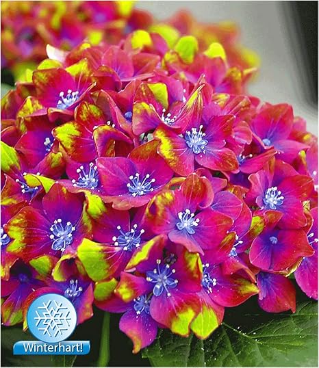 Baldur Garten Freiland Hortensien Saxon Schloss Wackerbarth 1 Pflanze Hydrangea Macrophylla Garrtenhortensie Winterhart Amazon De Garten