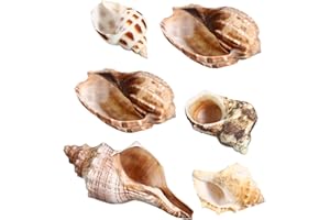 VILLCASE 6pcs Natural Sea Conch Shells for Crafts Wedding Decor Fish Tank Vase Filler Beach Party Favor