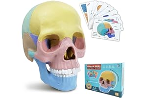 HADWYN 2024 New Anatomy Skull Model, 17 Part Puzzle of Human Anatomy Skull, 10 Skull Knowledge Flash Cards, Detachable Palm Sized Mini Human Medical Skull Model, Medical Clinic Teaching Equipment, for Kids