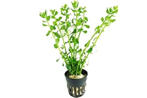 Bacopa Monnieri Moneywort Potted Live Aquarium Decorations Aquatic Plants for Fish Tank by Mainam