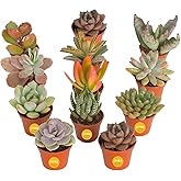 Costa Farms Mini Succulents, Live Indoor Plant, Easy Care, Home Decor | Assorted mini succulents in nursery pots. Great indoo
