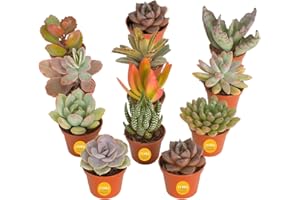 Costa Farms Mini Succulent Live Plants in Plastic Pots, Easy to Maintain Indoor Succulents, Houseplants for Home, Room, or Office Decor, House Warming or Party Favors, 2-3.5 Inches Tall, Pack of 12