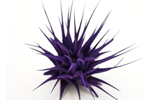 Live Extra Large Tillandsia Ionantha Guatemala Colorful Air Plant 3+ inch Enhanced Color Easy Care Indoor Outdoor Home Decor Gift Airplant by Awesome Industries (Purple XL)