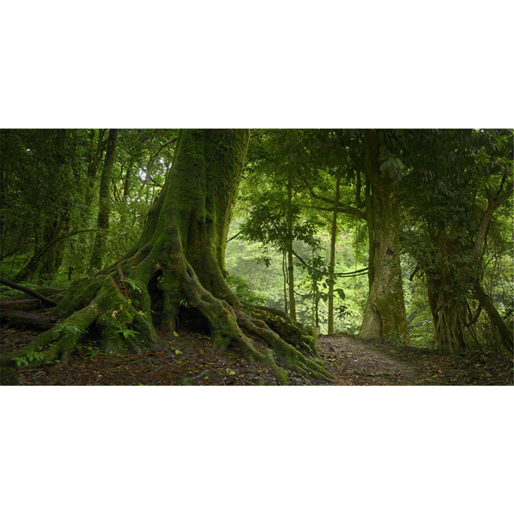 MIRRORANG 180x46cm Deep Forest Terrarium Background Tropical Aquarium Background Foggy Green Huge Trees Reptile Habitat Background Durable Vinyl Background — image 1