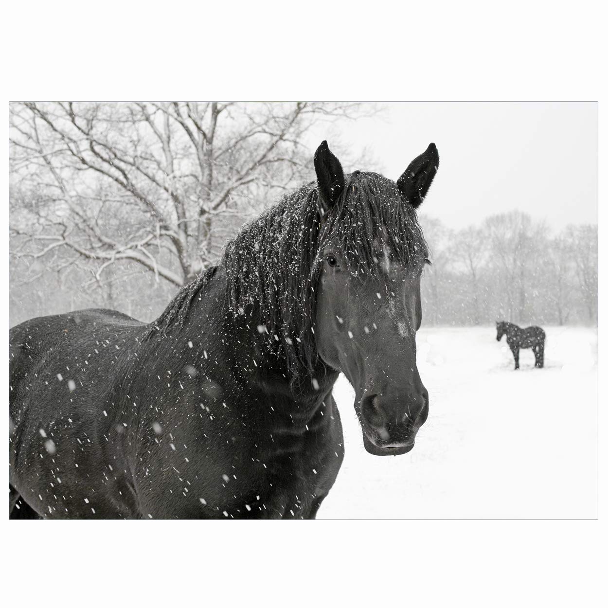 Equestrian Christmas Cards - Pack of 10 - One Design