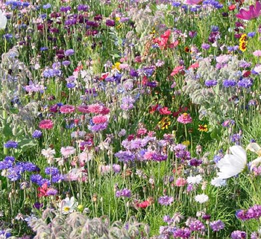 Wild Flower Cottage Garden Bee Butterfly Fragrant Perennial