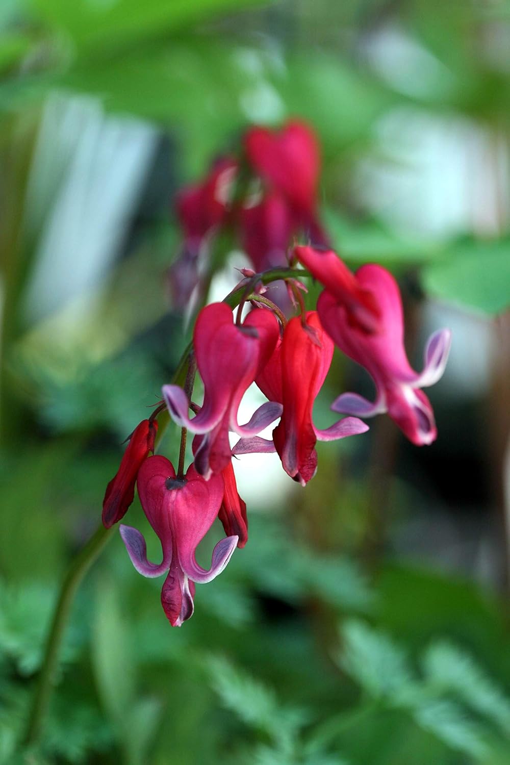 Dicentra 'Red Fountain' Amazon.co.uk Garden & Outdoors