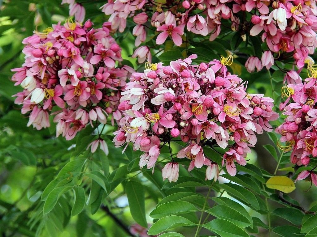 Azalea Gardens Indoor Dwarf Cassia Nodosa Pink White Rare Tropical Plant Tree 10 Seeds Amazon In Garden Outdoors