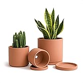 D'vine Dev 3-Pack Classic Terracotta Pots &amp; Saucers, 4/5/6 in, 40-T-A-0 | Cylinder Shape, Timeless Style, Unglazed Terracotta, Porous &amp; Breathable, Ideal for Succulents, Herbs, and Indoor Decor