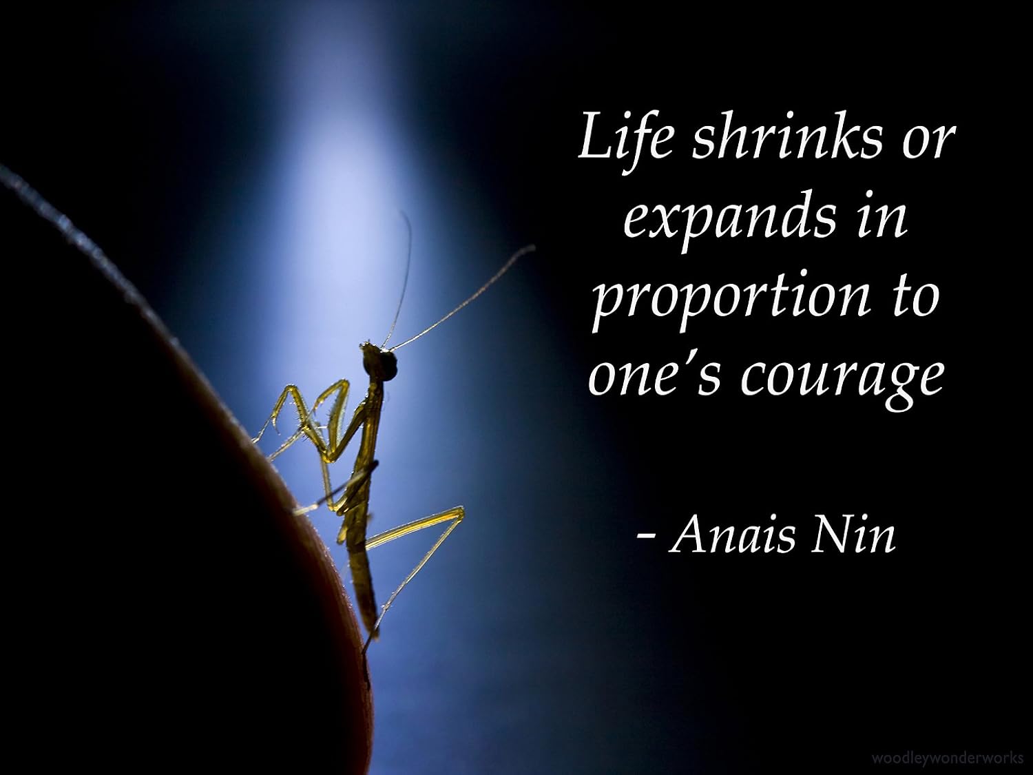 Amazon.de Anaïs Nin ZitatPoster, Motivational Poster 18 x 24