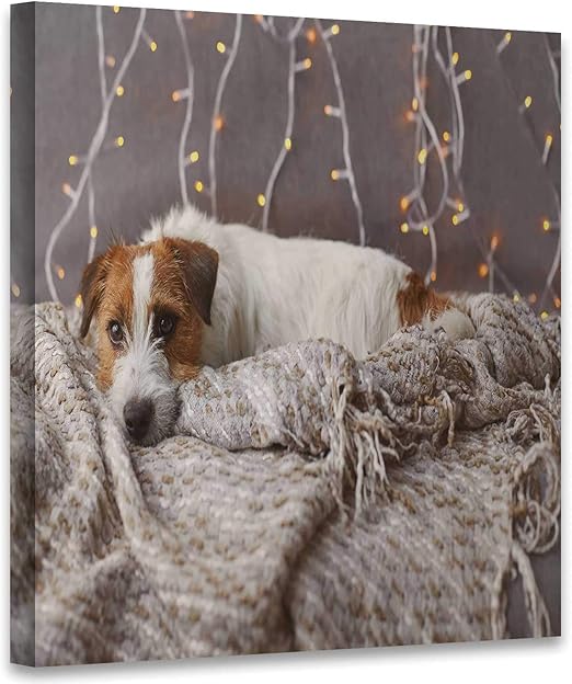 sleeping jack russell