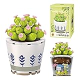 ZIYOSTAR Mini Blocks 193PCS Succulent Plant Bonsai
