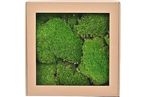 TAIKUU 久の物 1 sq. ft Preserved Moss Pillow Moss, Moss for Potted Plants, Artificial Fake Moss for Fake Plants Indoor, Moss Balls Decor Moss Crafts Terrariums DIY Gardenning Art Wall Decor (Emerald Green)