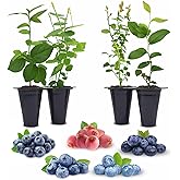 Fam Plants Live Blueberry Plant Collection (4 Pack) Grower's Choice | Real fruit bushes for sale, ready for planting; healthy starter plants, easy plant care for a patio or garden