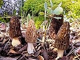 SeedsUP - 100+ Black Morel Mushrooms Mycelium Spawn